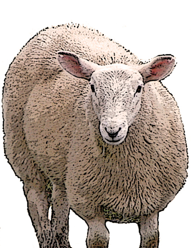Una delle tante pecore che hanno accompaganto il nostro viaggio in questa mitica terra