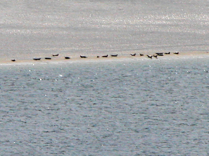 Talmine, Highlands - Una colonia di foche su un banco di sabbia, seleziona per ingrandire